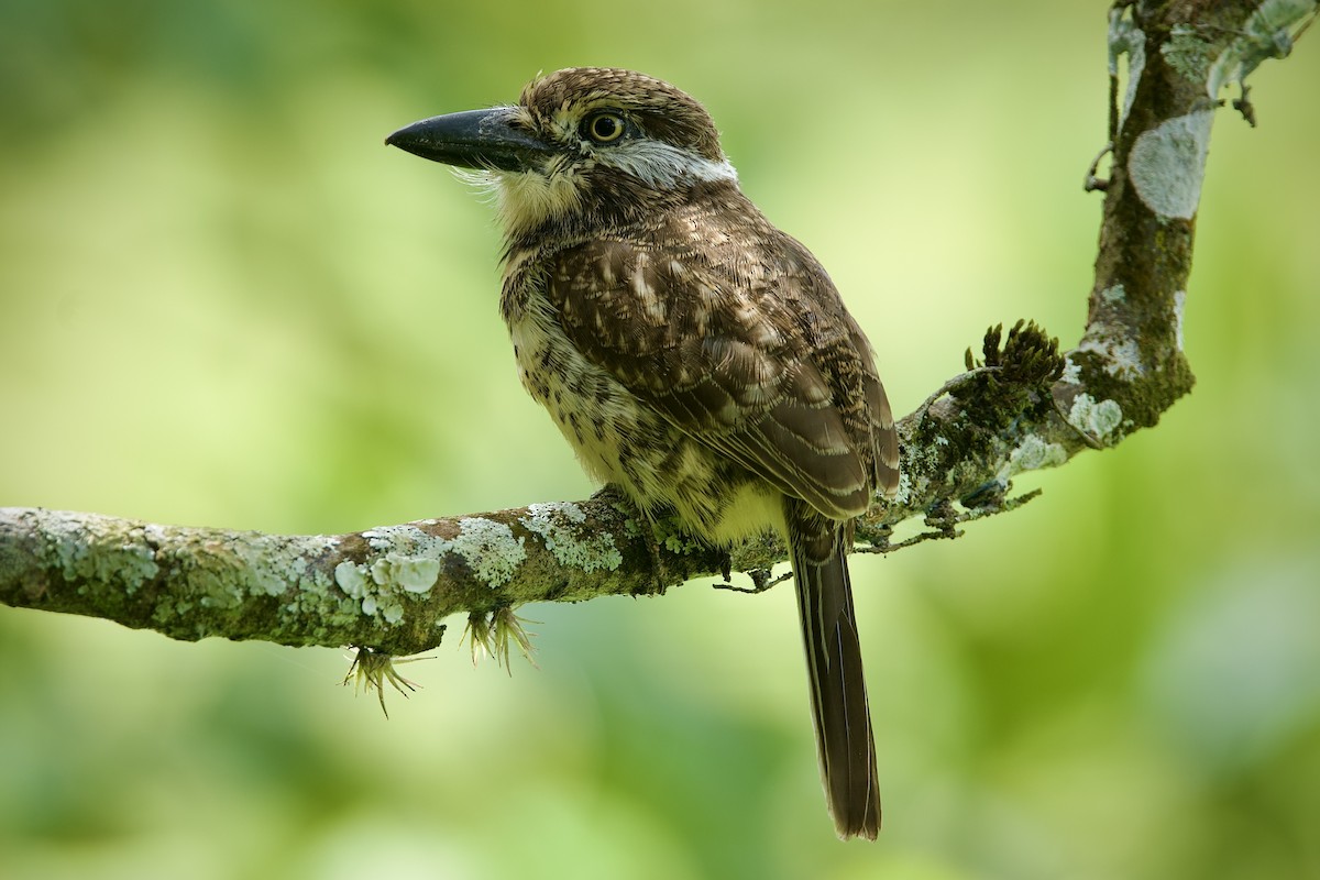 Doppelband-Faulvogel - ML646660059