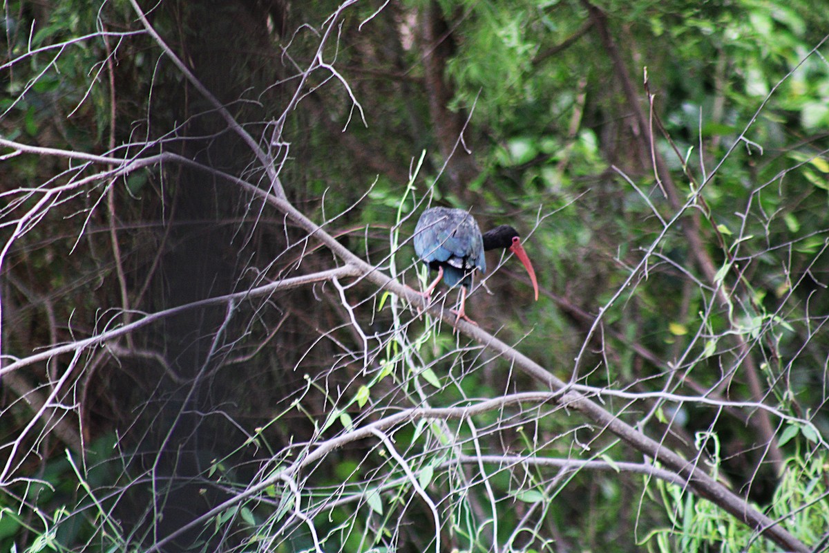 Bare-faced Ibis - ML646660060