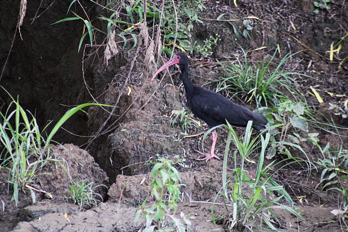 Bare-faced Ibis - ML646660061