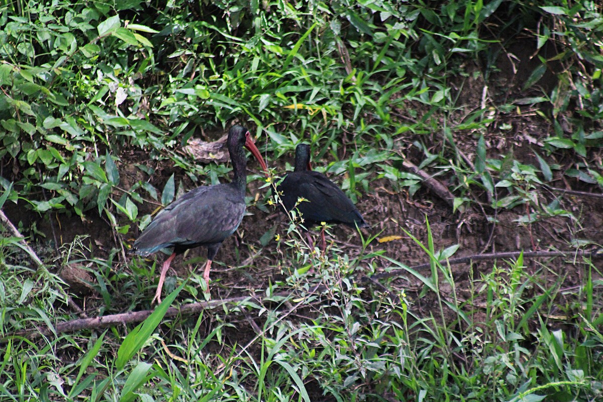 Bare-faced Ibis - ML646660062