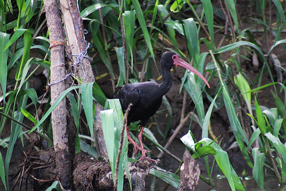 Bare-faced Ibis - ML646660063