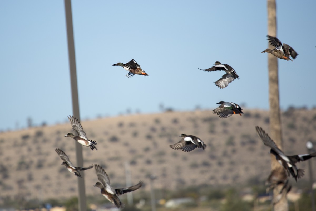 ハシビロガモ - ML646660066