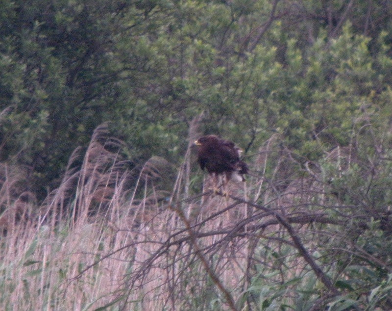 Greater Spotted Eagle - ML646660067