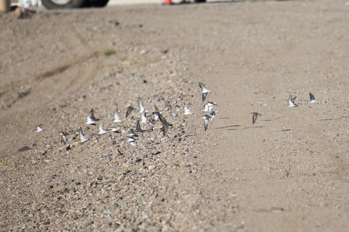 アメリカヒバリシギ - ML646660068