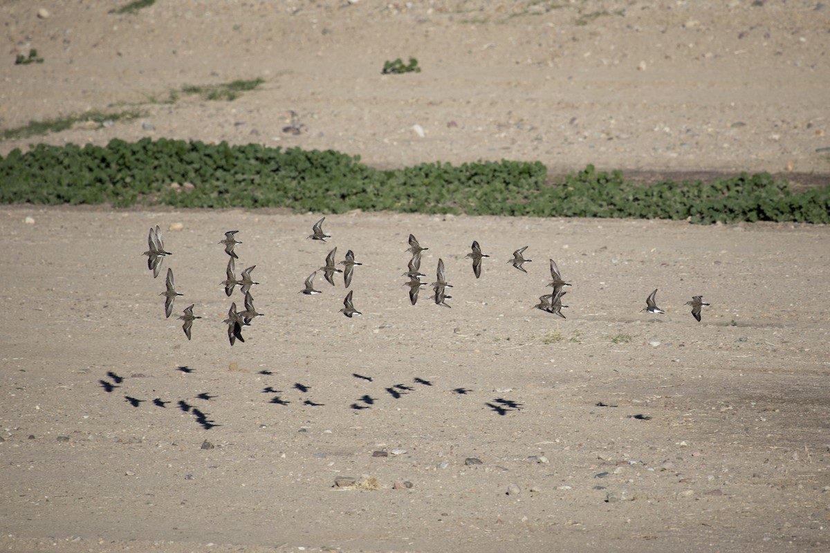 アメリカヒバリシギ - ML646660069