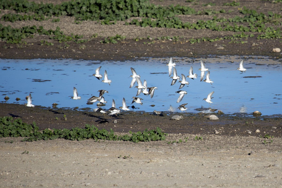 アメリカヒバリシギ - ML646660070