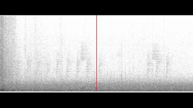 Lesson's Motmot - ML646660071