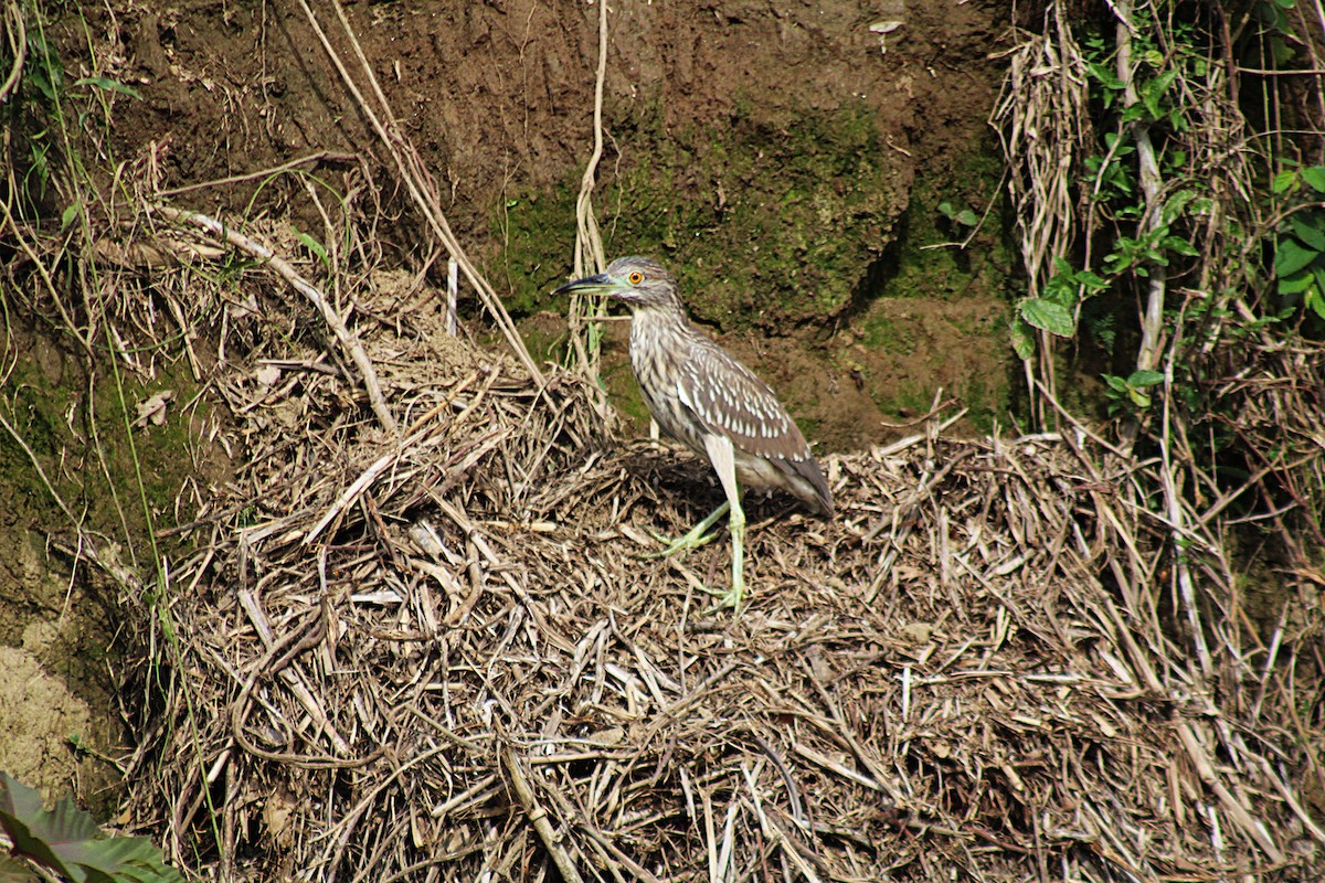 אנפת לילה - ML646660073