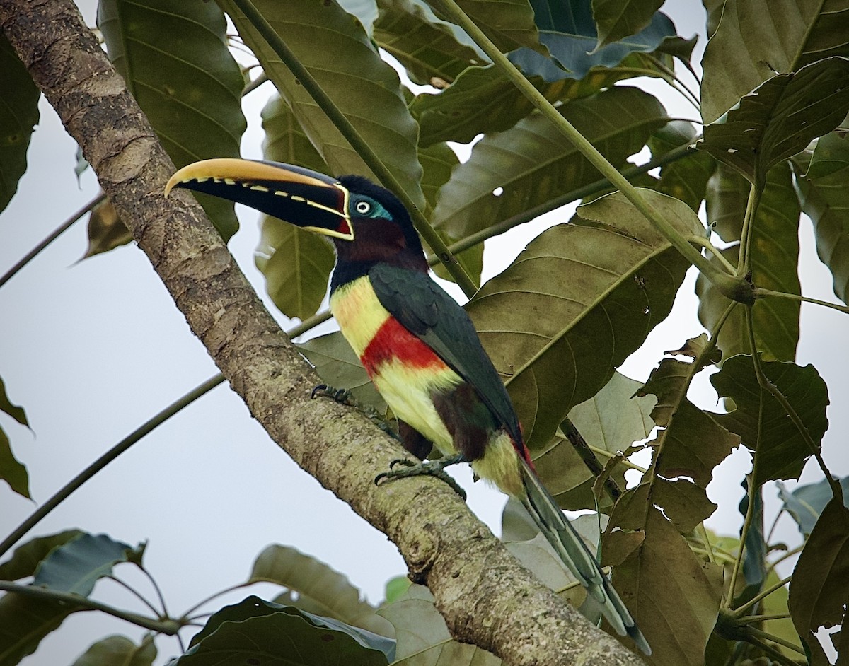 Braunohrarassari - ML646660074