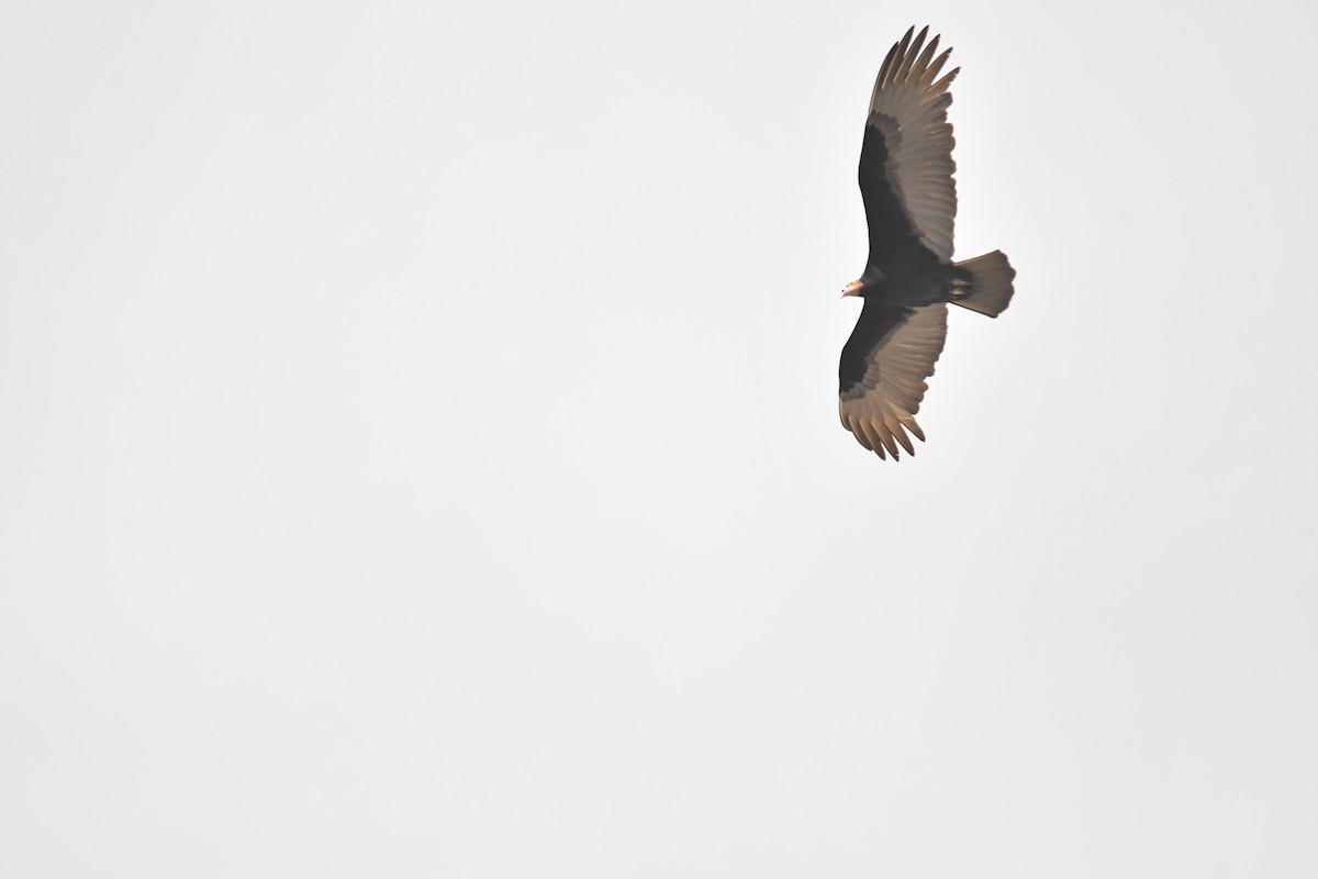 Lesser Yellow-headed Vulture - ML646660075