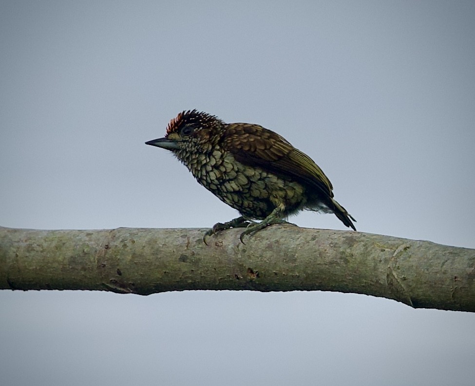 Schuppenzwergspecht - ML646660083