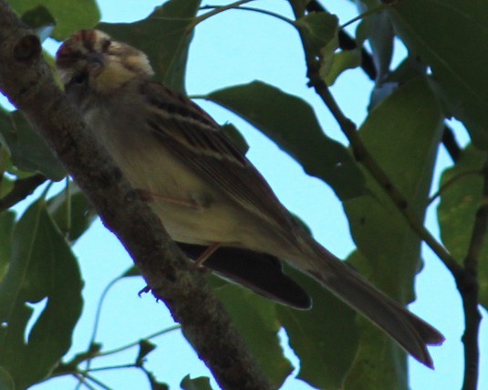 Chipping Sparrow - ML646660084