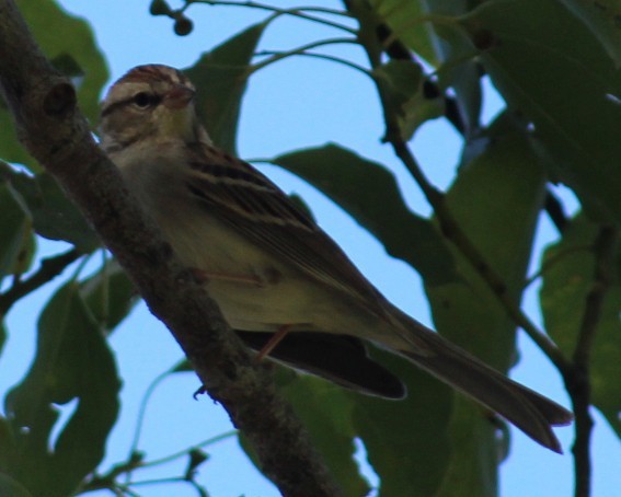 Chipping Sparrow - ML646660085