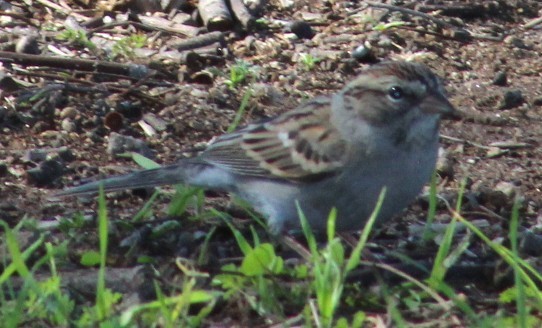 Chipping Sparrow - ML646660086
