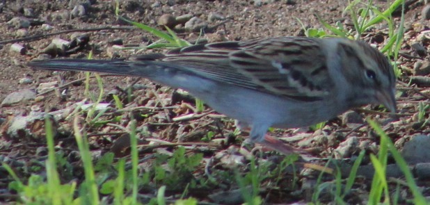 Chipping Sparrow - ML646660087