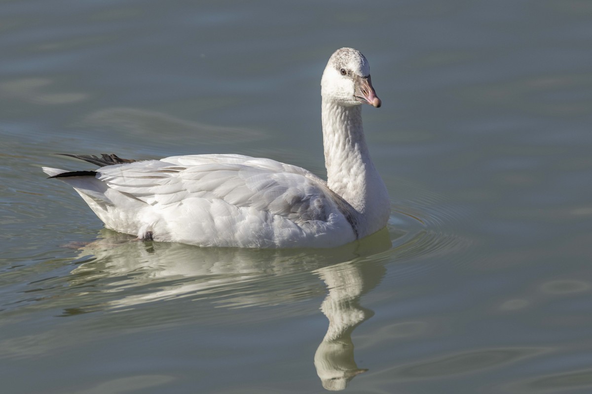 Zwergschneegans - ML646660088