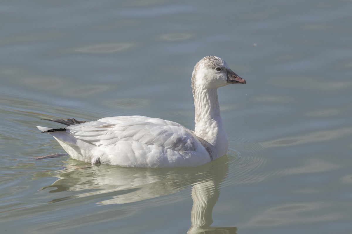 Zwergschneegans - ML646660089