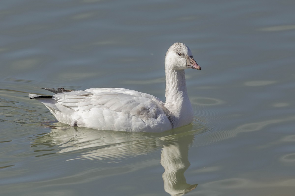 Zwergschneegans - ML646660090