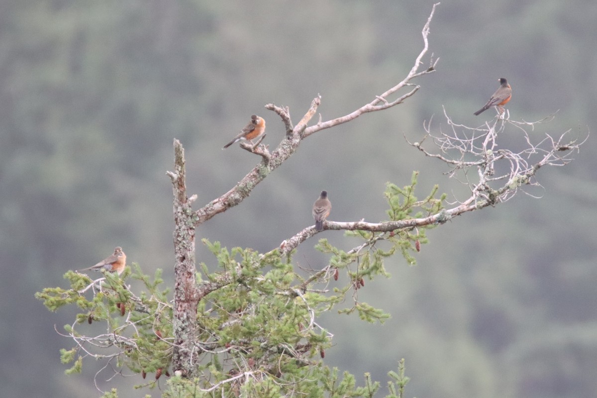 コマツグミ - ML646660091