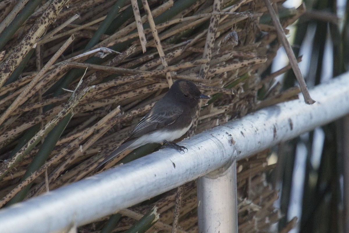 クロツキヒメハエトリ - ML646660093