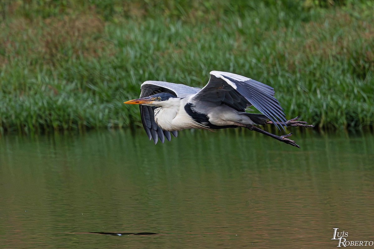 cocoihegre - ML646660094