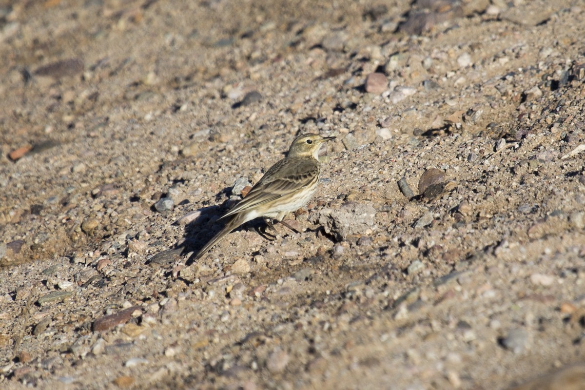 アメリカタヒバリ - ML646660095