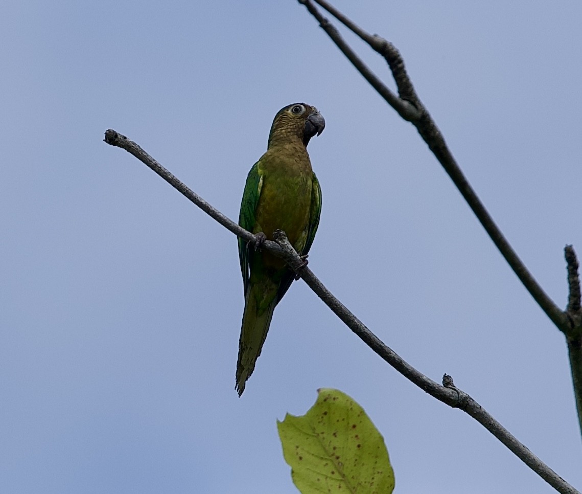 Braunwangensittich - ML646660096