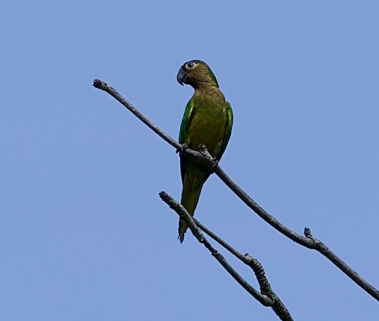 Braunwangensittich - ML646660097