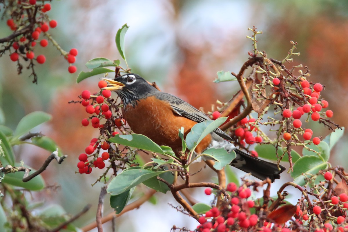 コマツグミ - ML646660098