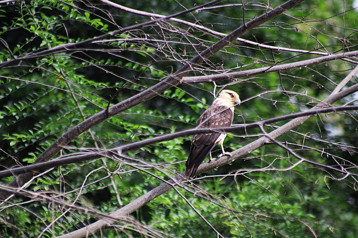 Yellow-headed Caracara - ML646660099