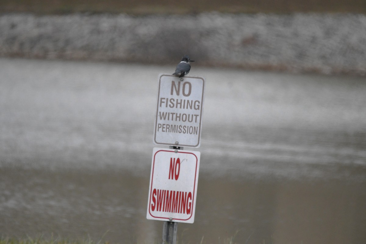 Belted Kingfisher - ML646660100