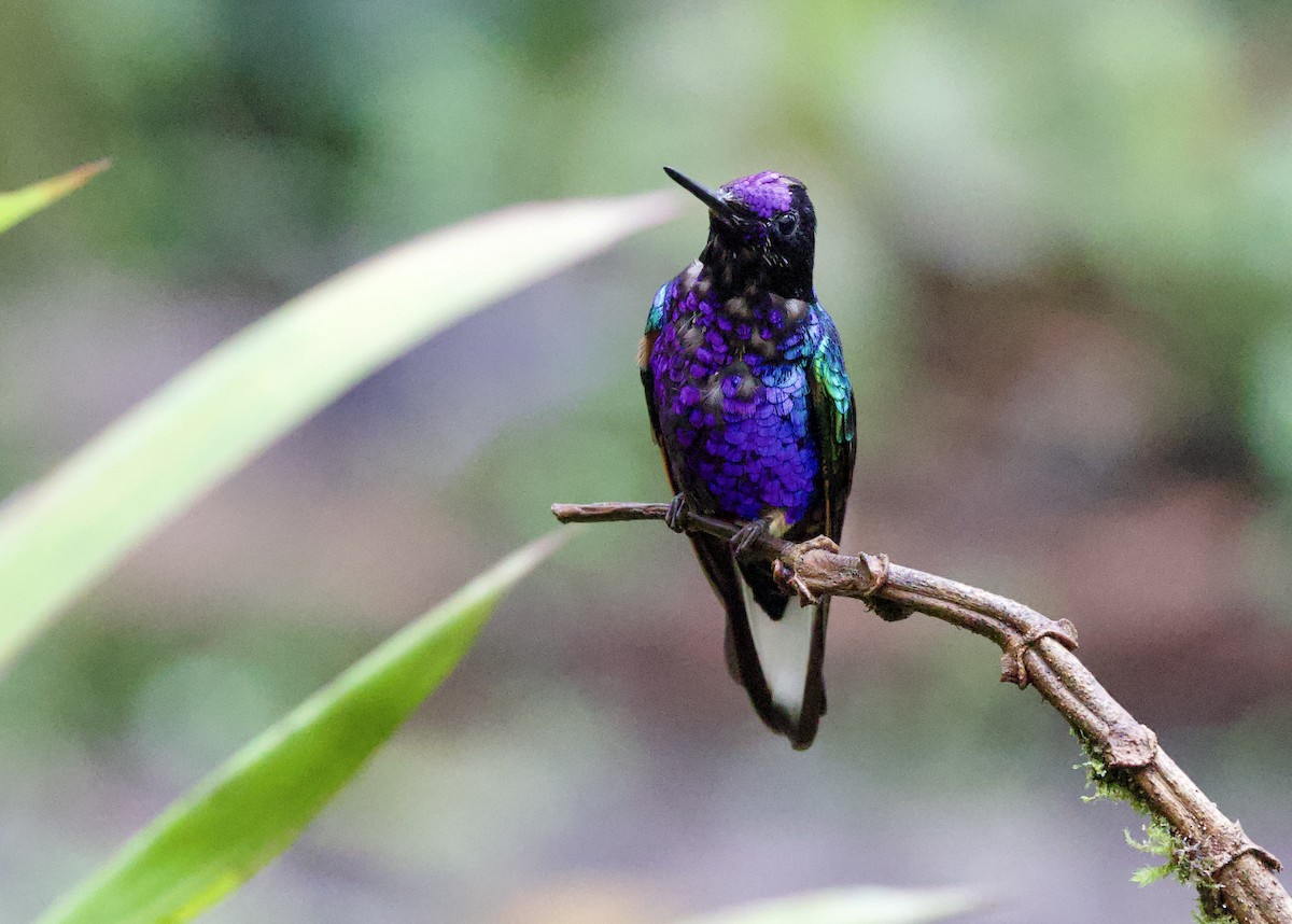 Гиацинтовый венценосец - ML646660101