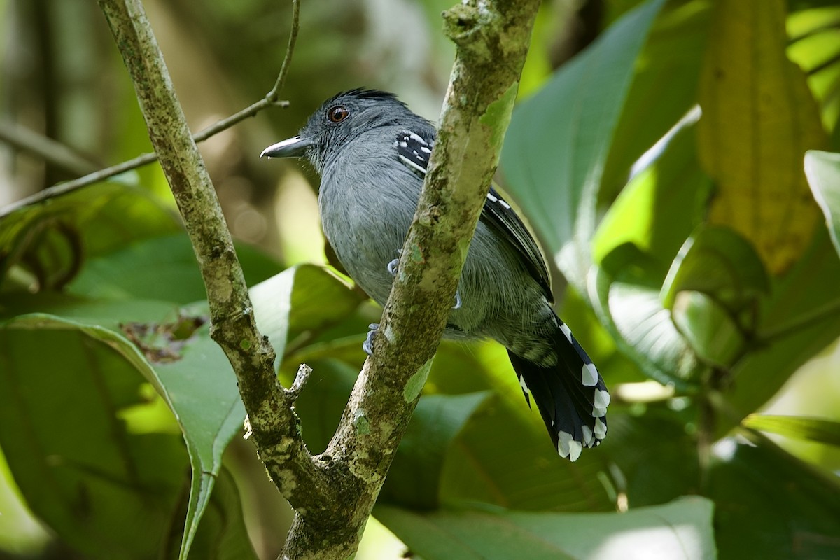 Guayanaameisenwürger - ML646660102