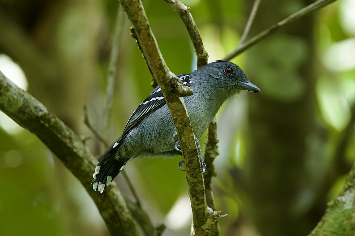 Guayanaameisenwürger - ML646660103