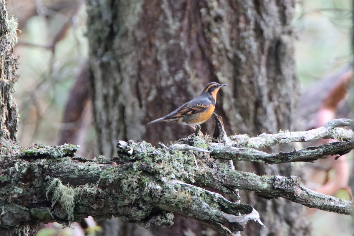 ムナオビツグミ - ML646660104