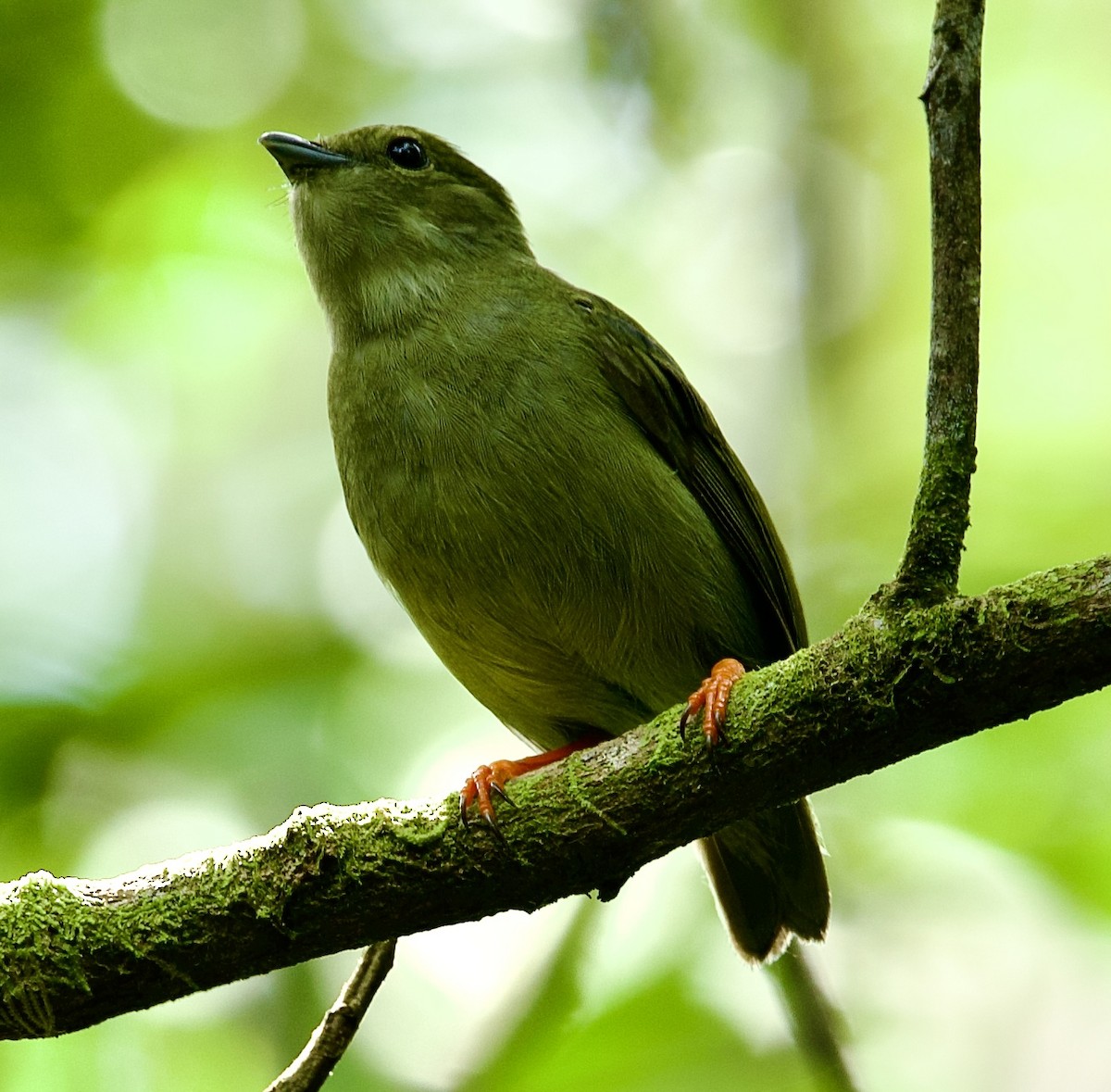 Weißbrustpipra - ML646660105