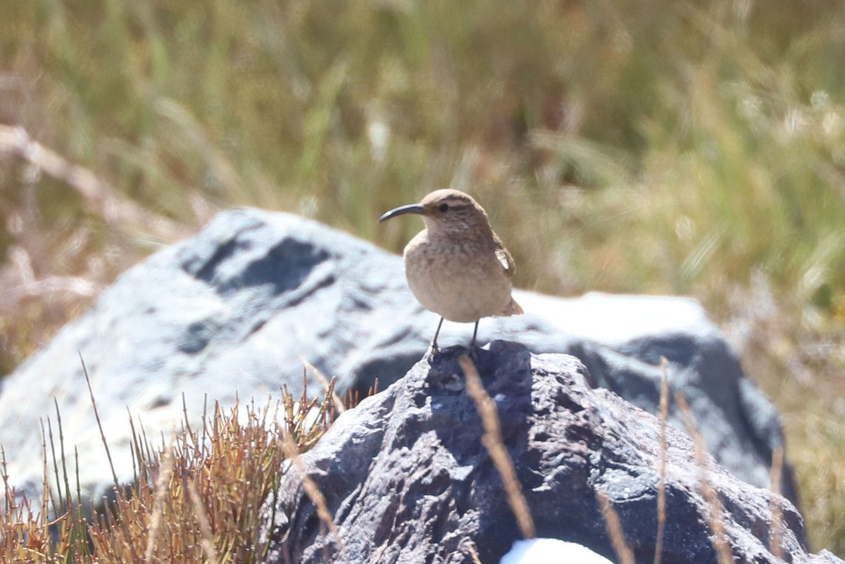 ウロコカマハシカマドドリ - ML646660107