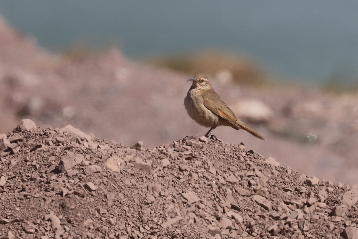 ウロコカマハシカマドドリ - ML646660108