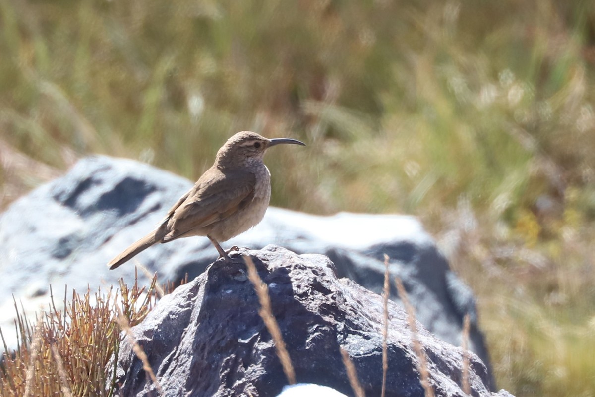 ウロコカマハシカマドドリ - ML646660109