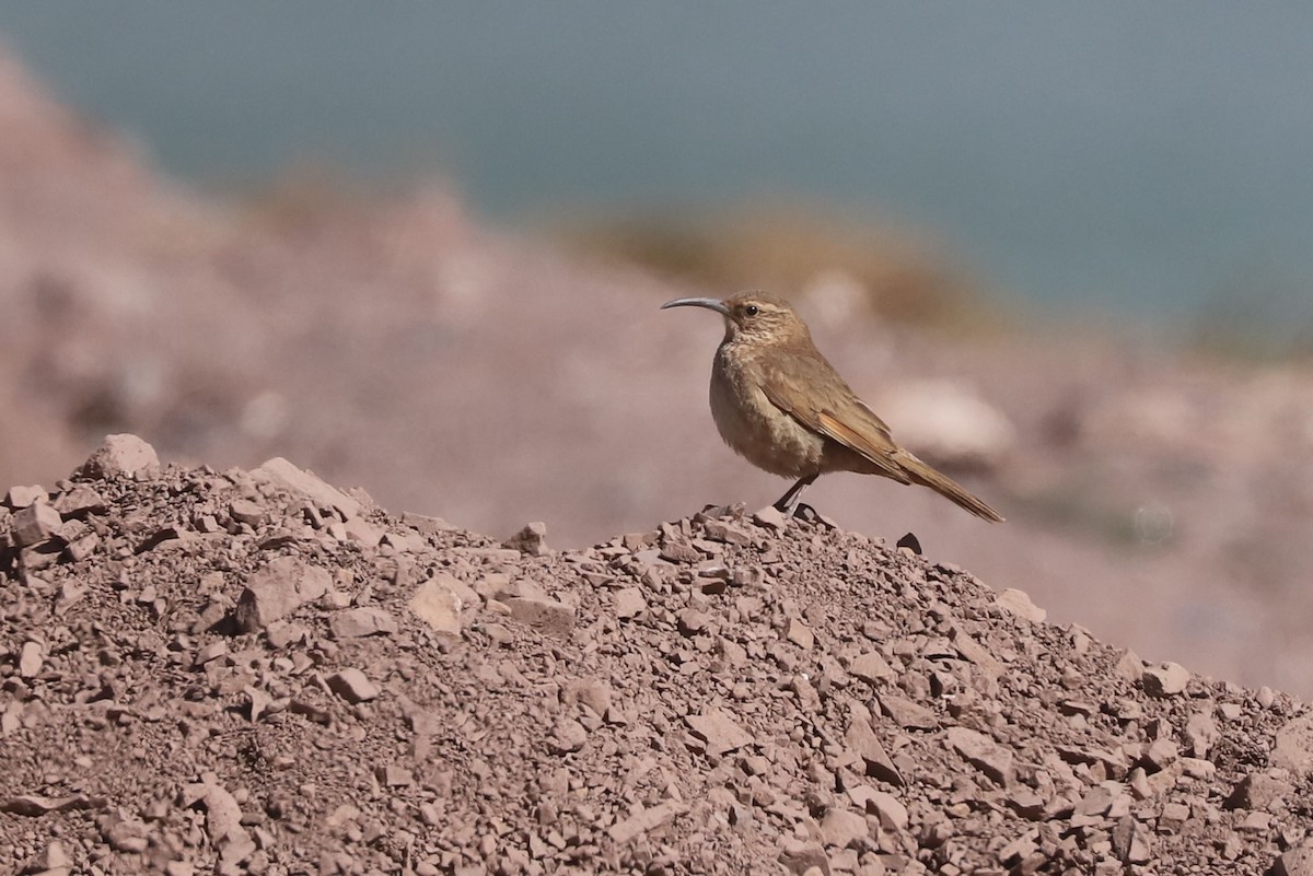 ウロコカマハシカマドドリ - ML646660110