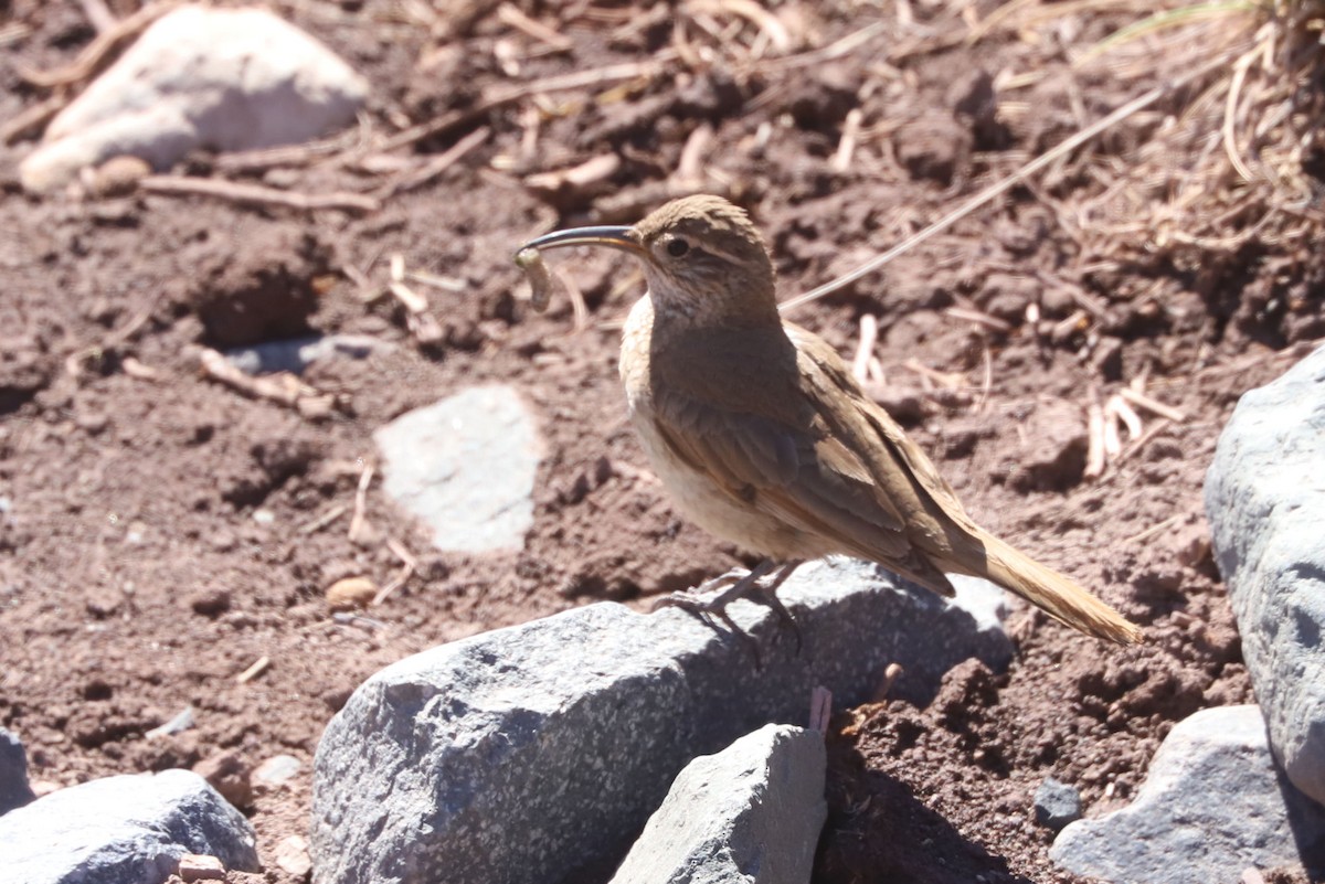 ウロコカマハシカマドドリ - ML646660111