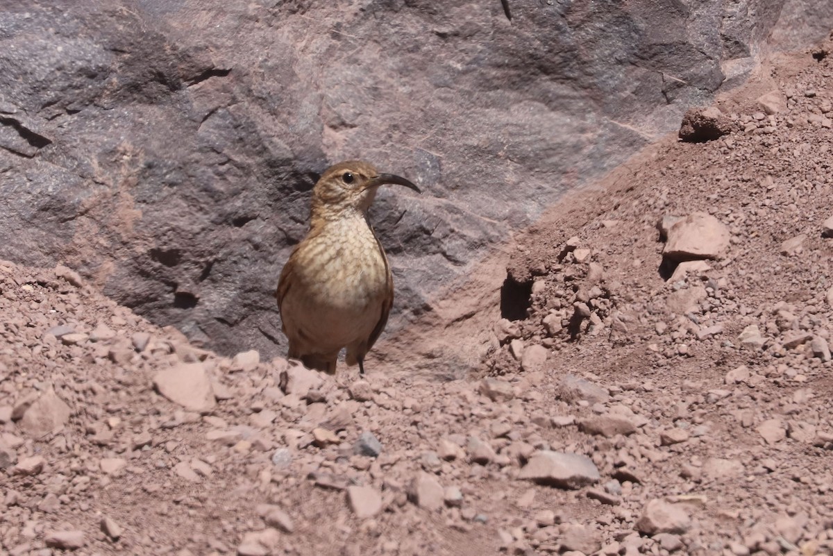 ウロコカマハシカマドドリ - ML646660112