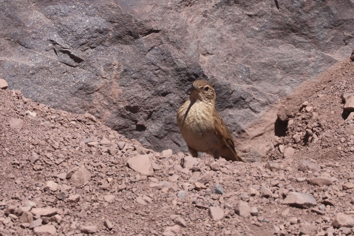 ウロコカマハシカマドドリ - ML646660113