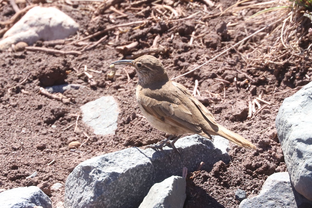 ウロコカマハシカマドドリ - ML646660114