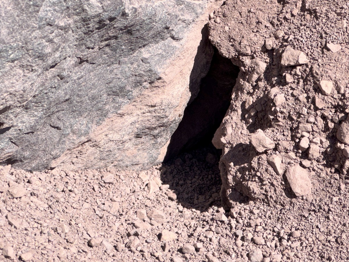 ウロコカマハシカマドドリ - ML646660115