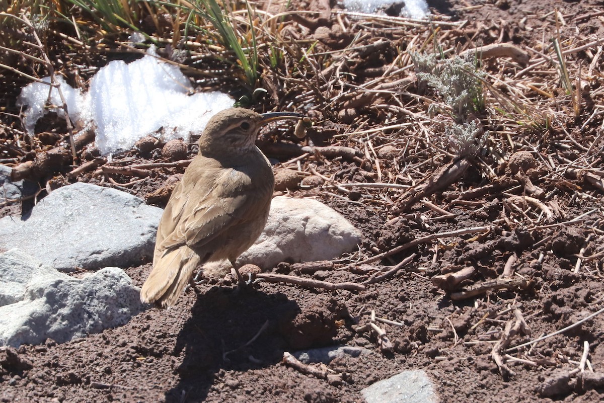 ウロコカマハシカマドドリ - ML646660116