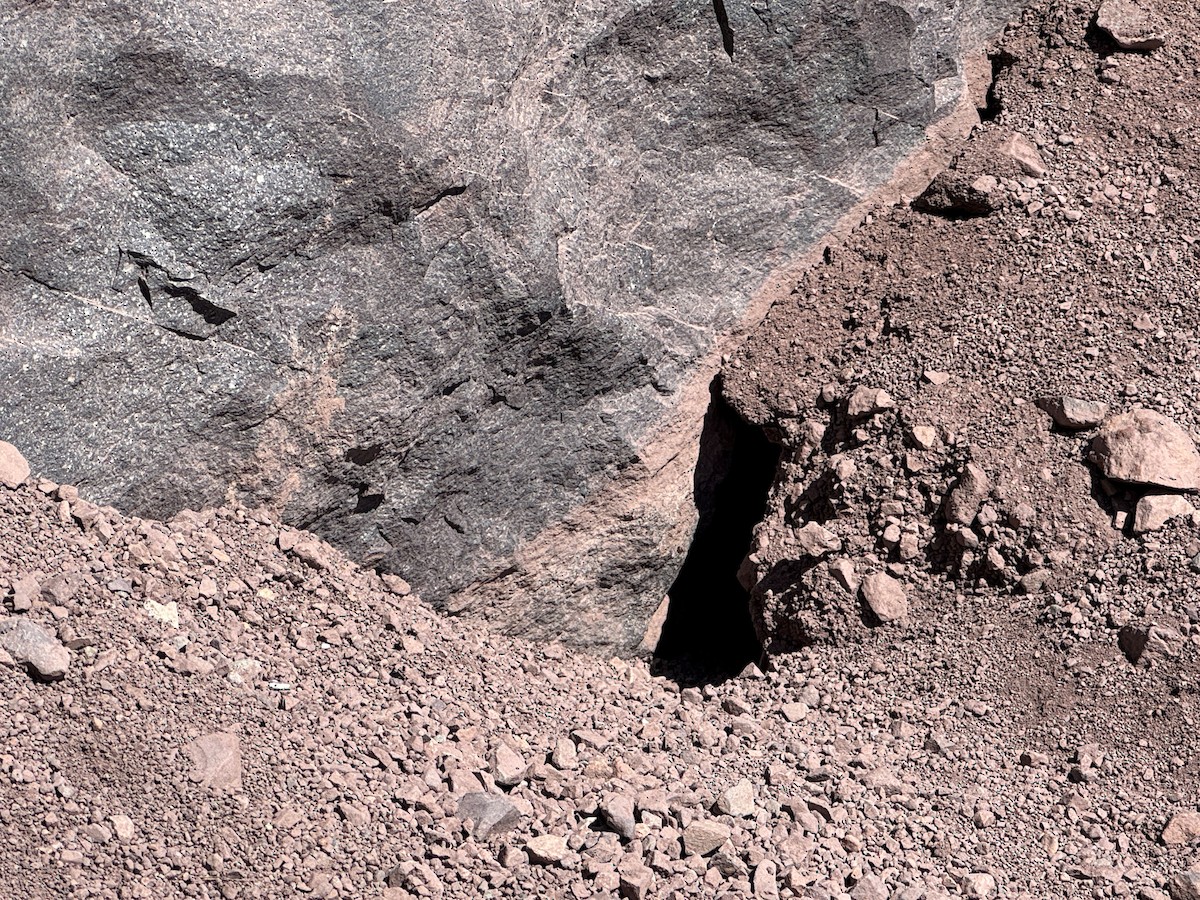 ウロコカマハシカマドドリ - ML646660118