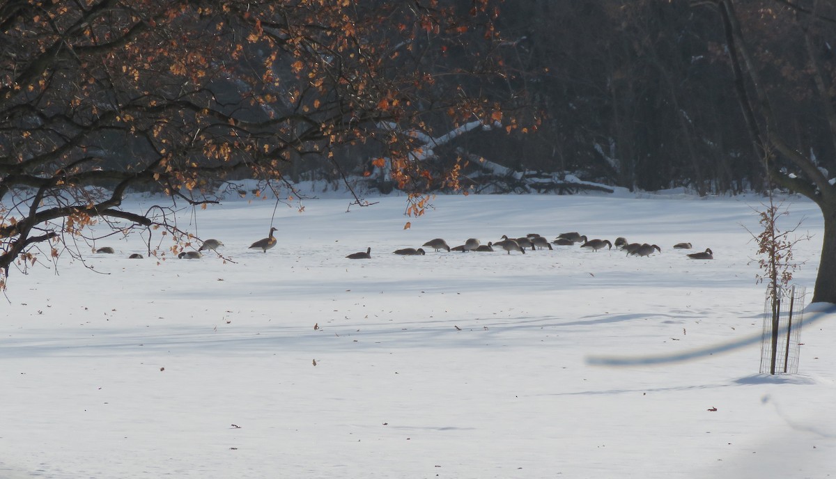 Канадская казарка - ML646660119