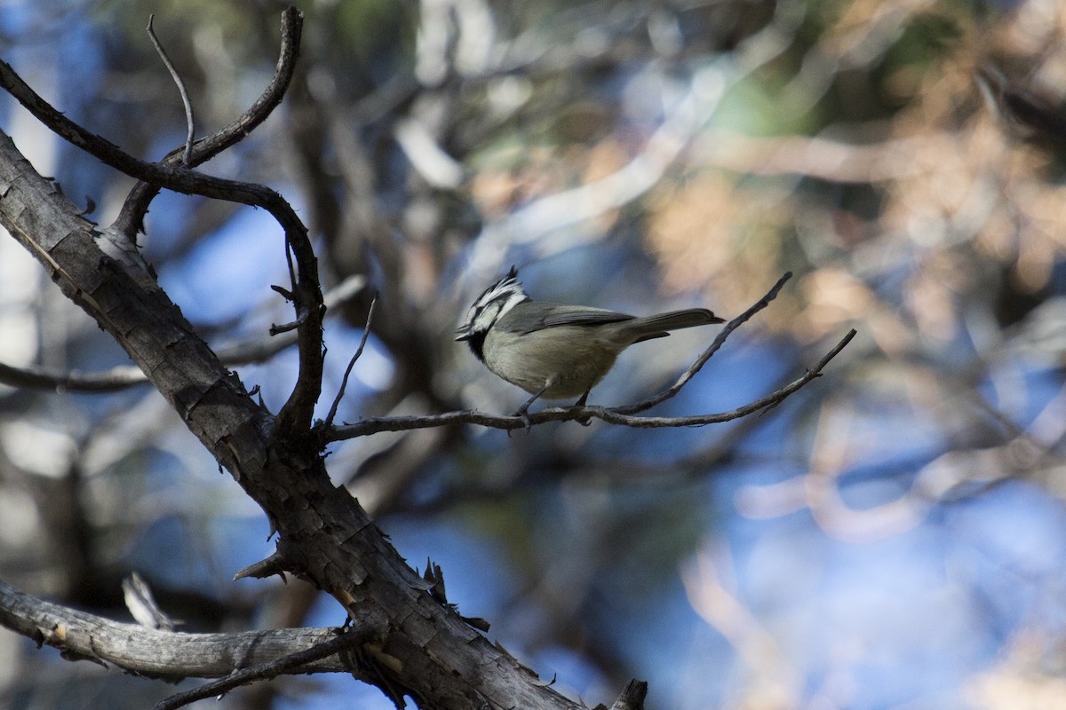 シロガオエボシガラ - ML646660120