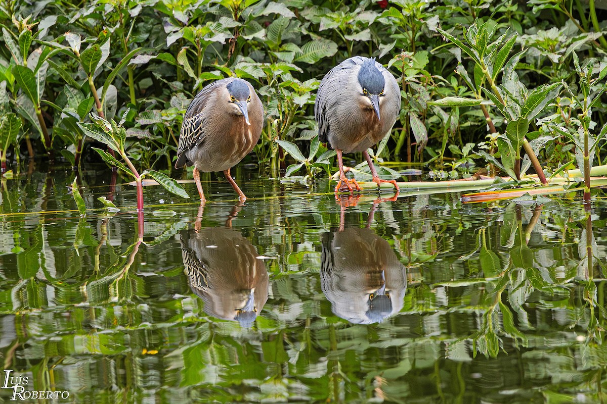 krabbehegre - ML646660121